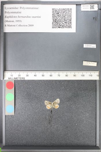 Media type: image;   Entomology 103151